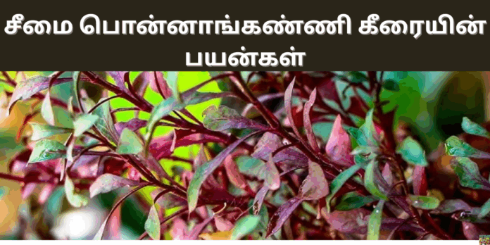 |seemai ponnaganni keerai benefits in tamil