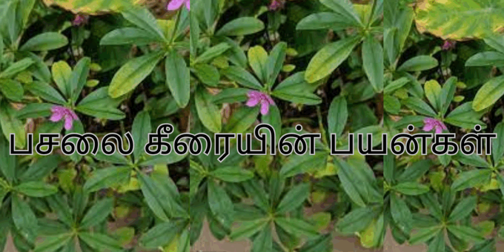 பசலை கீரையின் பயன்கள்|pasalai keerai benefits in tamil 1 pasalai keerai payankal in tamil